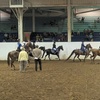 Image 2: Private Horseback Riding Lessons: Improve Skills & Confidence Outdoors