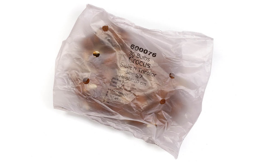 Image 2: 30 or 60 Crocus Tricolor Bulbs – Spring-Flowering Tricolor Display