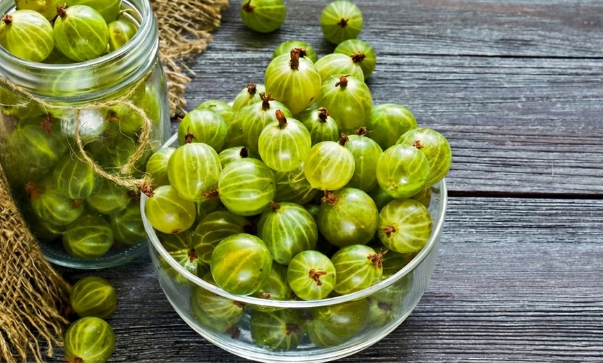 Image 6: Gooseberry Fruit Collection