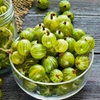 Image 6: Gooseberry Fruit Collection