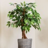 Image 11: Artificial Plants and Trees - Bamboo, Ficus, Olive and Palm