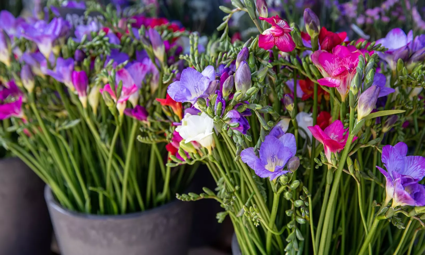 Famously Fragrant Mixed Freesia Flower Bulbs Vibrant and Aromatic Blooms