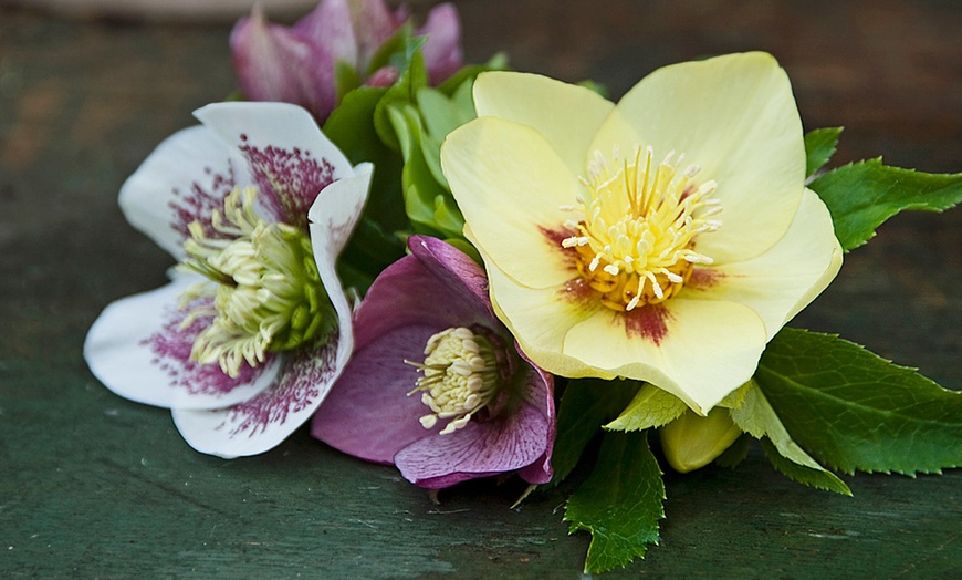 Image 2: Winter Flowering Oriental Hellebores - 5 or 10 Plants