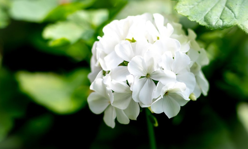 Image 7: Up to 72 Geranium 'Jackpot Candyfloss' Mix Plants