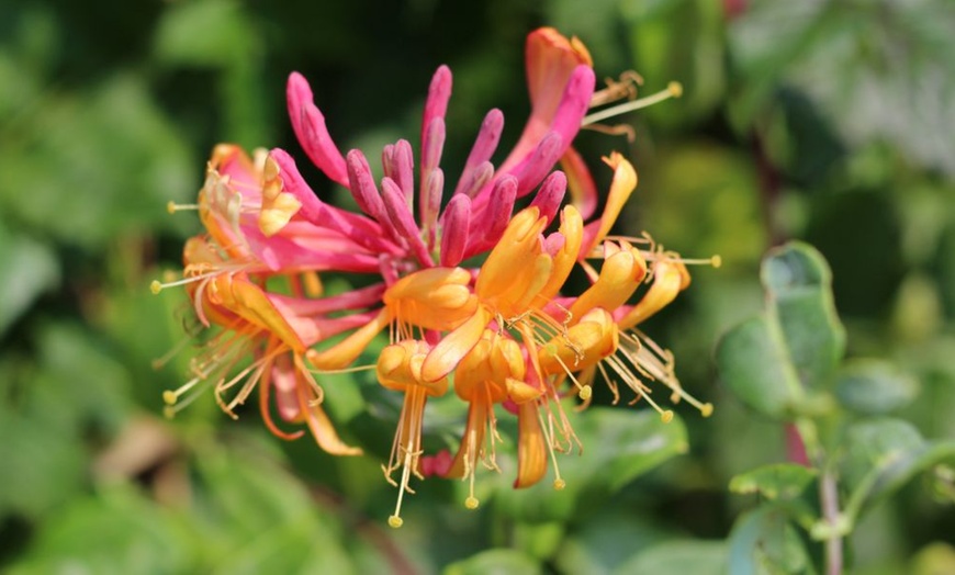 Image 16: Potted Fragrant Honeysuckle Plants – Trio of Varieties