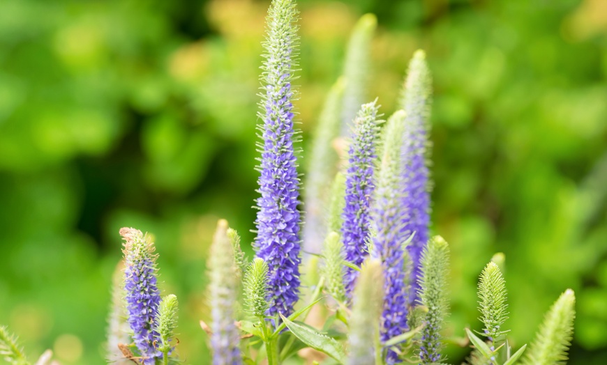 Image 3: Ensemble de plantes de bordure NatureNest Isa