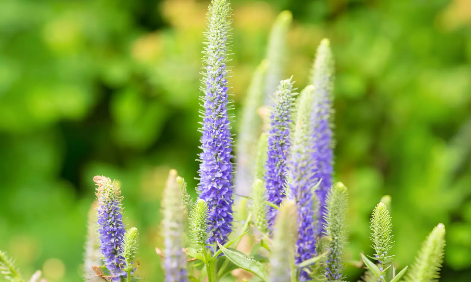 NatureNest borderplantenpakket Isa