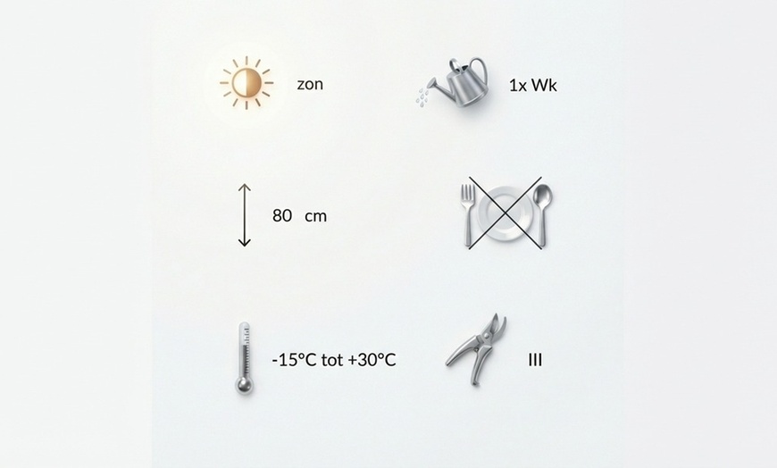 Image 7: Set di 8 piante perenni Rosie Border