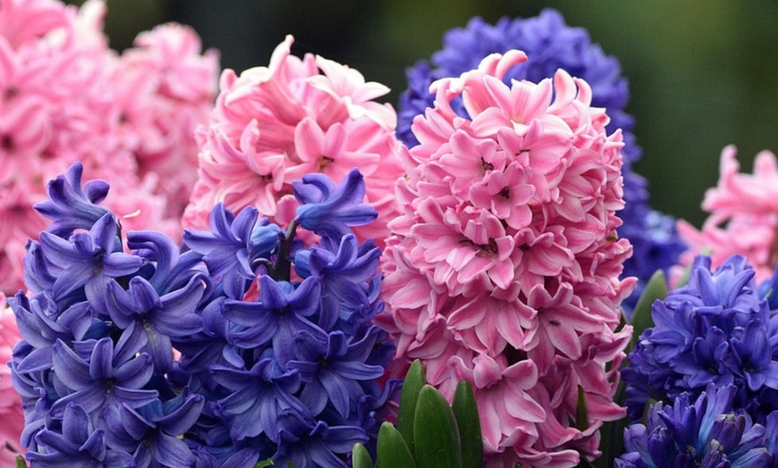 Image 2: Pack de bulbos de jacintos a elegir para jardín