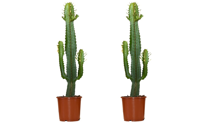 Image 3: 1 of 2 Euphorbia Acruensis “Cowboy Cactus” – hoogte 60-70 cm