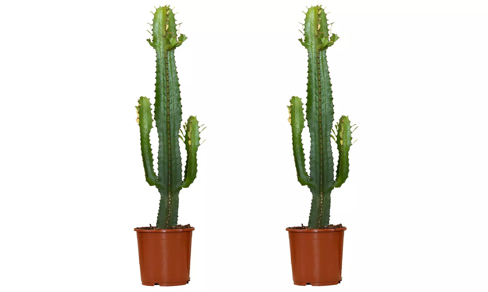 1 of 2 Euphorbia Acruensis “Cowboy Cactus” – hoogte 60-70 cm