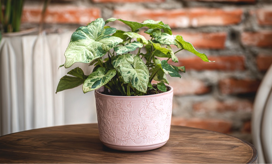 Image 1: Kamerplant 'Syngonium Milk Confetti'