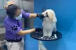 Get Full Grooming for Cats or Small, Medium, Large or Extra Large Dogs @Clip and Dip Pet Grooming(Up to 46% Off) - Image 3