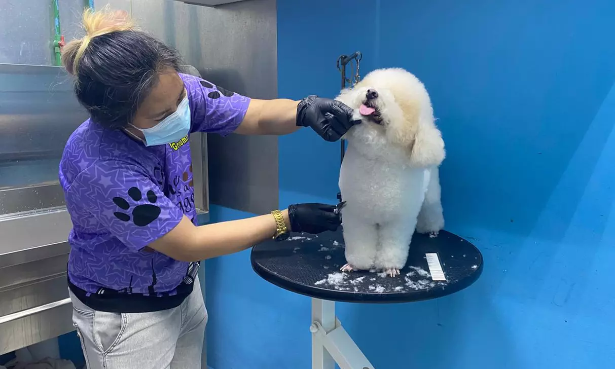 Get Full Grooming for Cats or Small, Medium, Large or Extra Large Dogs