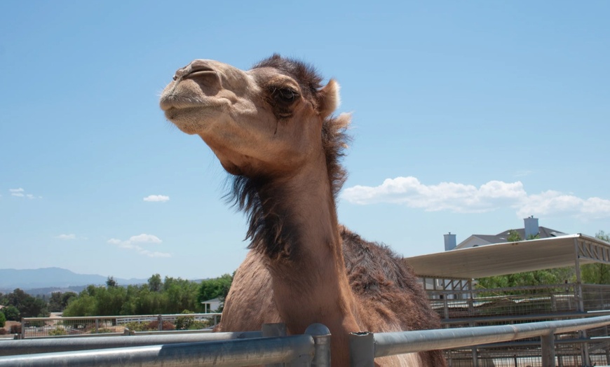 Image 8: Up to 25% Off Zoo Admission & Chocolates at Sugarplum Zoo