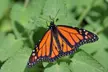 Discover Serene Beauty & Explore 86 Acres of Rare California Native Plants at California Botanic Garden - Second Medium
