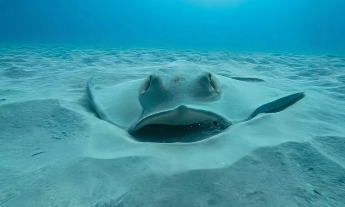 Bautismo o inmersión con opción de reportaje fotográfico