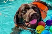 Dog Swim & Groom Deals: 1 or 3 Dog Swim Session or Deluxe Groom
Packages for All Breeds @Pawsome (Up To 56% Off) - Image 2