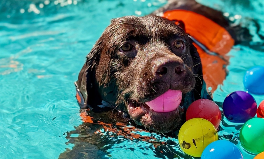 Image 2: Dog Swim Sessions or Deluxe Grooming Packages for All Breeds