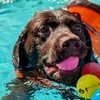 Image 2: Dog Swim Sessions or Deluxe Grooming Packages for All Breeds
