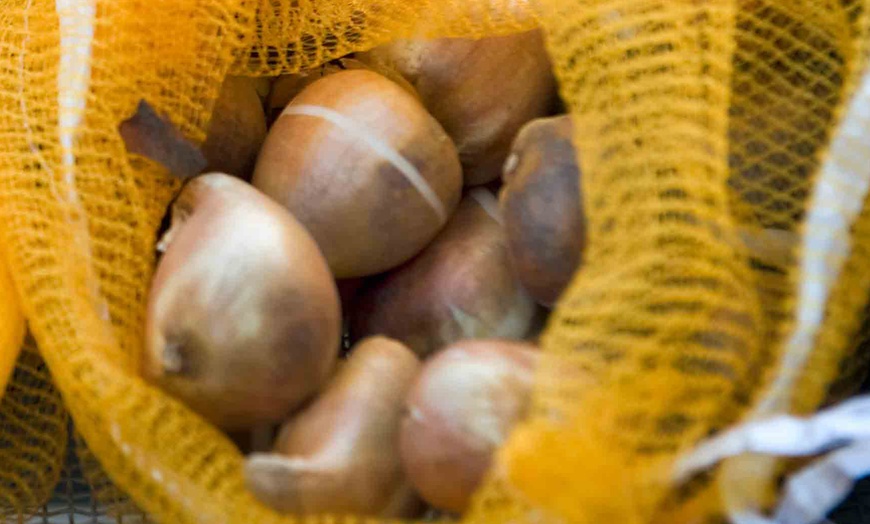 Image 2: 15 Clusiana Tubergens Gem Tulips