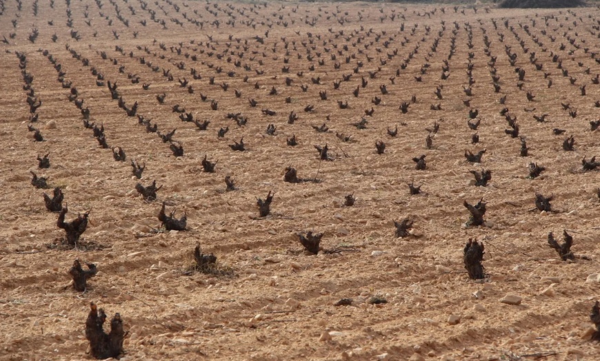Image 9: Visita a Bodegas Las Virtudes con cata para 2 o 4 personas