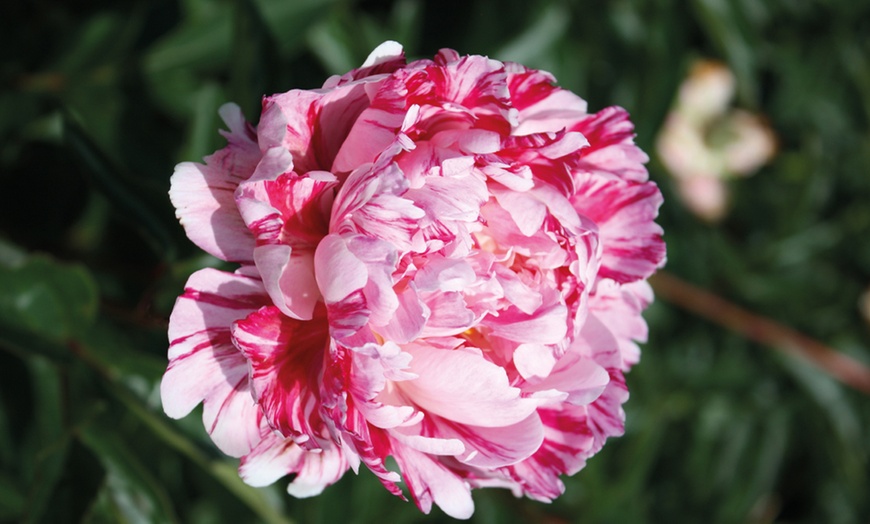 Image 4: Peony Collection Bare Root