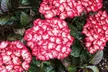 Live Hydrangea Outdoor Plants - Perennial Shrubs with Vibrant Reblooming Flowers in Quart, 1 or 2 Gallon Sizes, Multiple Varieties, Free Shipping (Up to 24% Off) - Second Medium