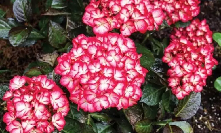 Hydrangeas in Quart, 1 Gallon, and 2 Gallon Sizes with Free Shipping (Up to 24% Off)