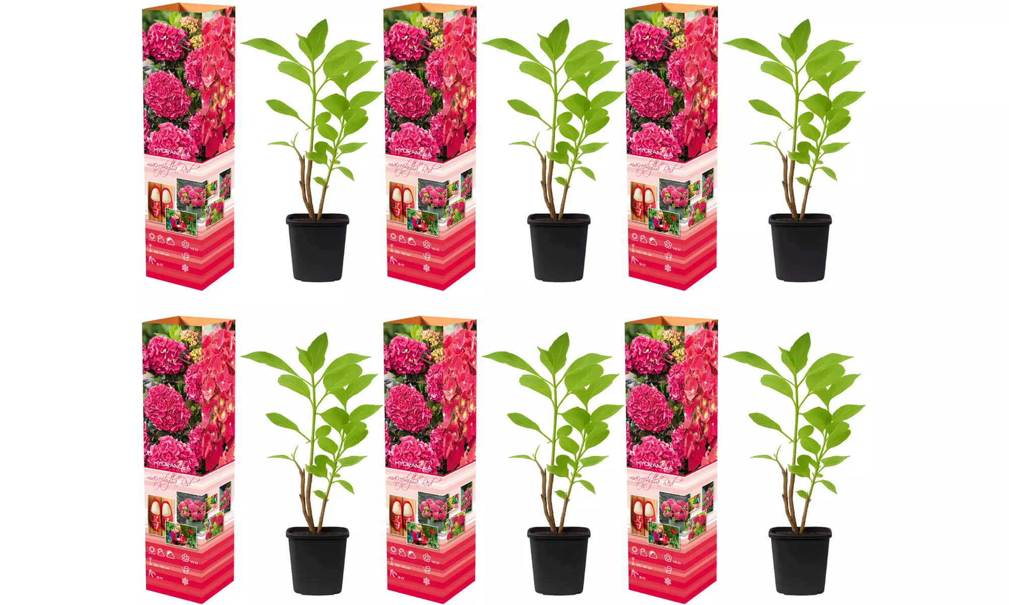 3er- oder 6er-Set Hortensien