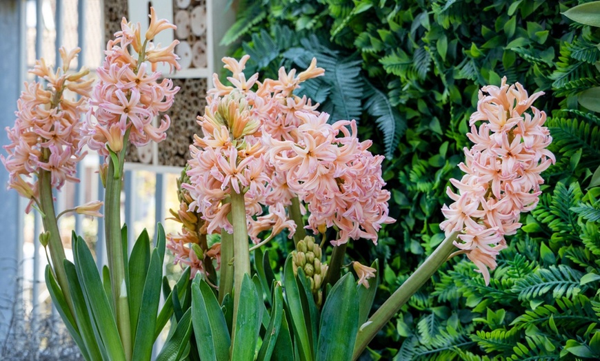 Image 3: Bis zu 40x Hyazinthen-Blumenzwiebel-Mischung