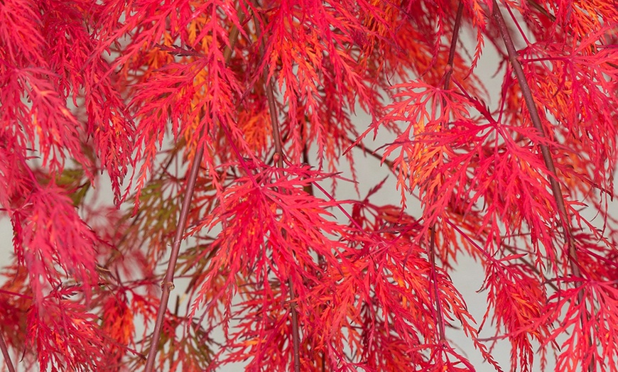 Image 4: Large Japanese Weeping Maples