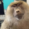 Image 8: Animal Encounters, VIP Experiences, or Wildlife Educator for a Day!