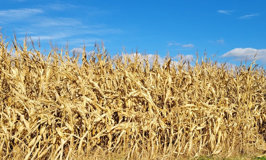 Image 5: Corn Maze & Hayride Admission in Canton