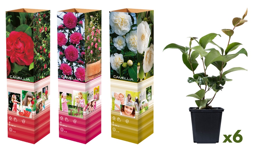 Image 4: Lot de 3 ou 6 plants de camélias japonais