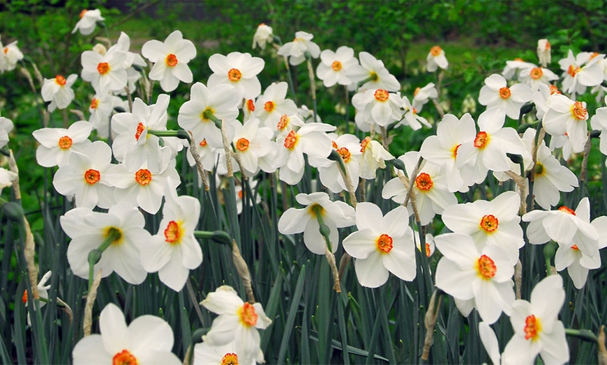 Image 4: Tot 50 Narcissus bloembollen
