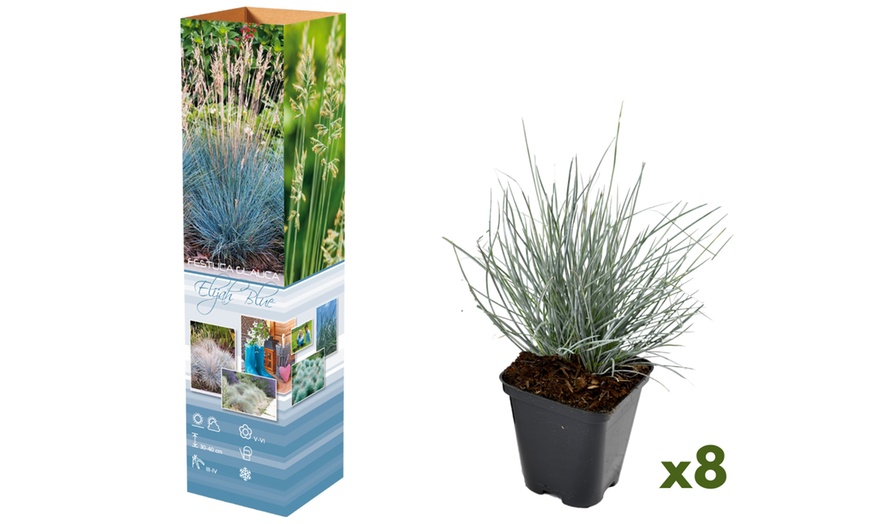 Image 4: 4 ou 8 fétuques bleues de Gardenzo