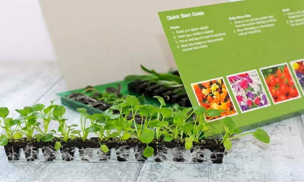 30 or 60 Geranium ‘Jackpot’ Summer Colour Collections