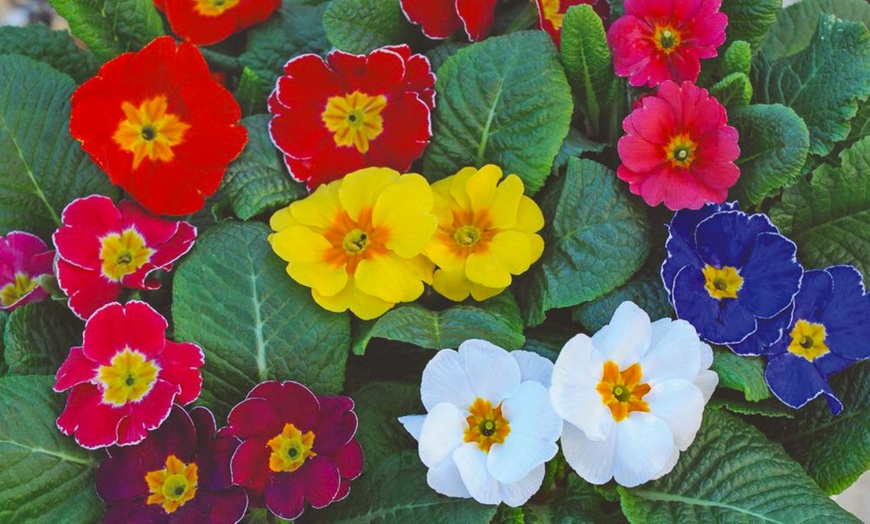 Image 9: 60 or 120 Plug Plants of Winter Bedding Collection 