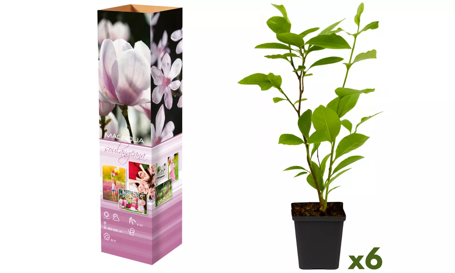 3 of 6 Magnolia planten