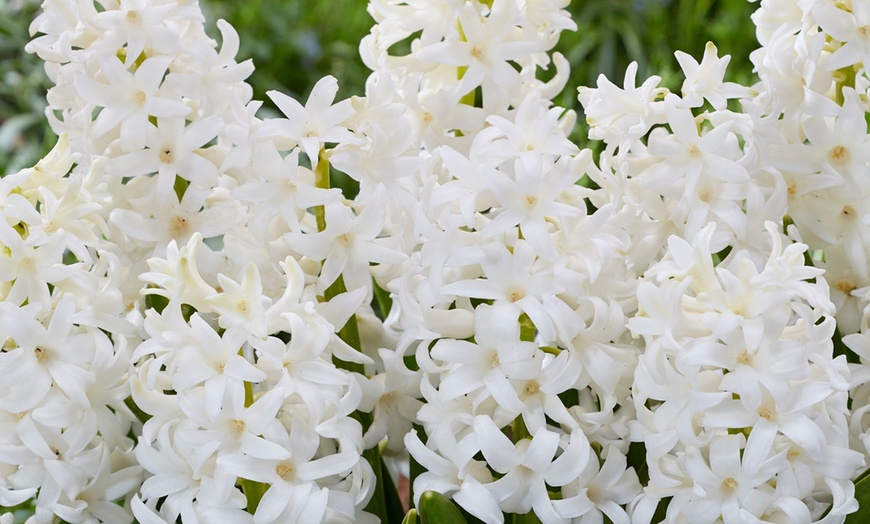 Image 4: Bis zu 40x Hyazinthen-Blumenzwiebel-Mischung