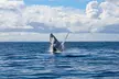 Real Ocean Whale Watching Cruise Experience with Adult or Child Tickets on an Offshore Vessel Gold Coast - Image 2