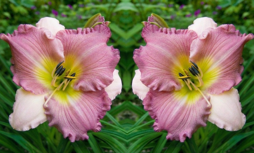 Image 7: Hemerocallis Day Lily Selection