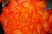Begonia Nonstop Fire or Mocca Mix - 30 or 60 Plants - Second Medium
