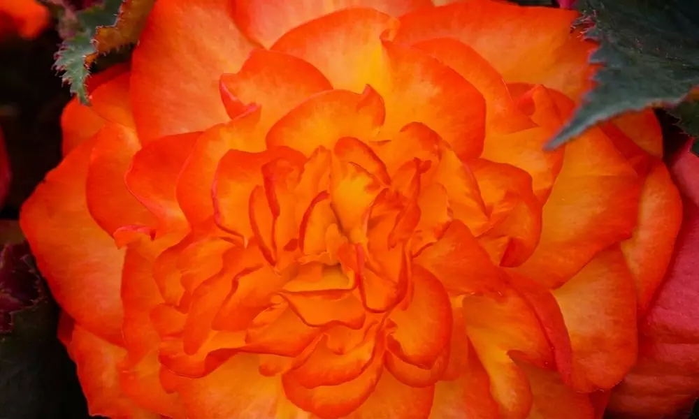 Begonia Nonstop Fire or Mocca Mix - 30 or 60 Plants