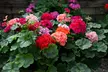 30 or 60 Geranium ‘Jackpot’ Summer Colour Collections - Image 4