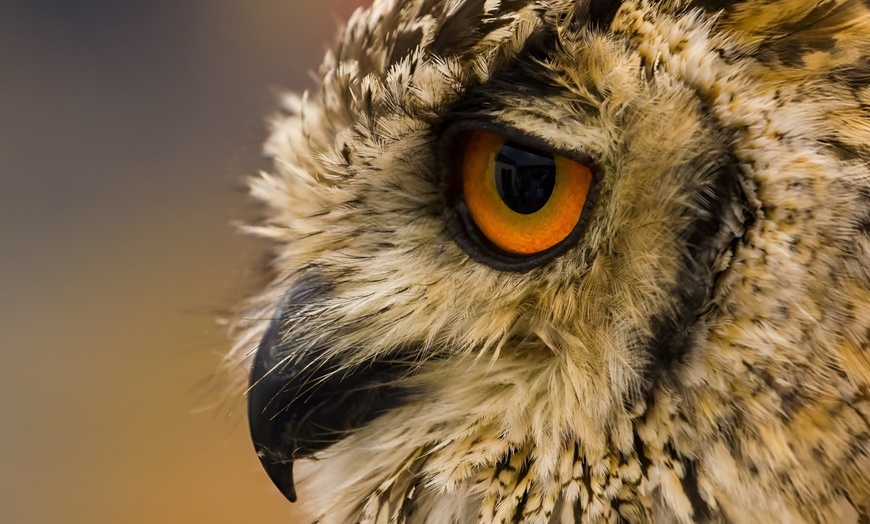 Image 1: Roofvogelworkshop