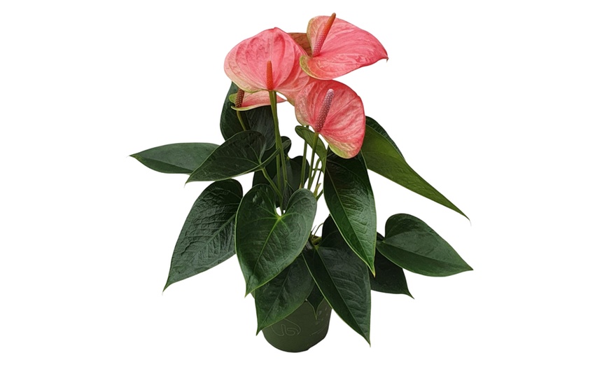 Image 17: Rootz Flamingoblume (Anthurium) 