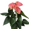 Image 17: Rootz Flamingoblume (Anthurium) 