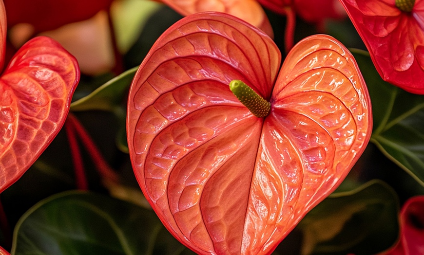 Image 10: Rootz Flamingoblume (Anthurium) 
